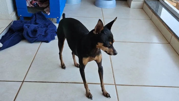 Cachorro ra a Pinscher idade 6 ou mais anos nome Sofia