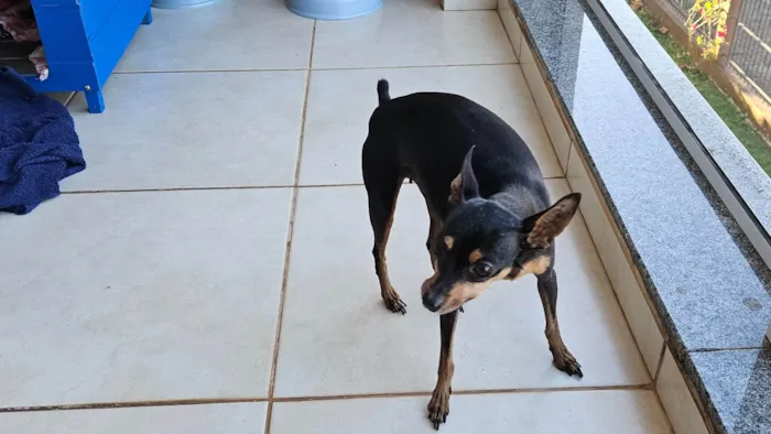 Cachorro ra a Pinscher idade 6 ou mais anos nome Sofia