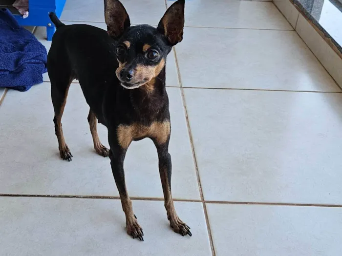 Cachorro ra a Pinscher idade 6 ou mais anos nome Sofia