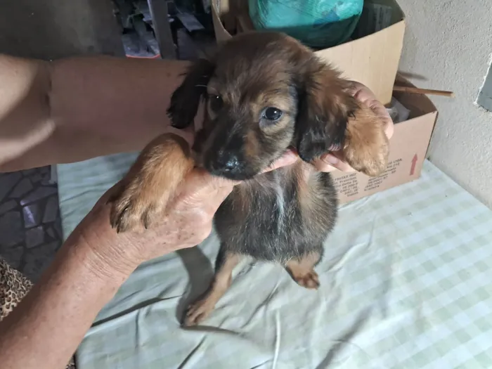 Cachorro ra a SRD-ViraLata idade 2 a 6 meses nome Filhote