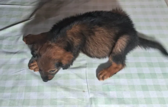 Cachorro ra a SRD-ViraLata idade 2 a 6 meses nome Filhote