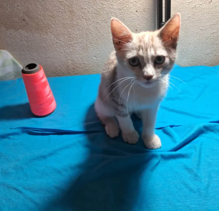 Gato ra a SRD-ViraLata idade 2 a 6 meses nome Gatinhas 