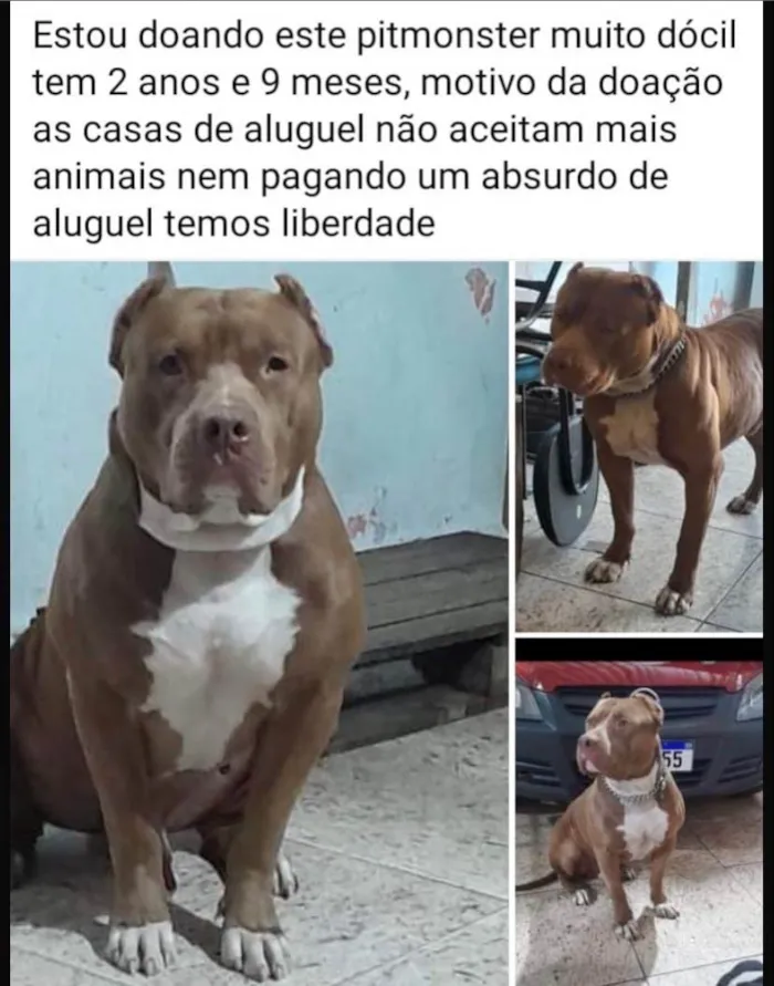 Cachorro ra a Pit-Bull idade 2 anos nome Sadan