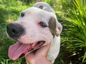 Cachorro raça Pit-Bull idade 2 anos nome Theo 