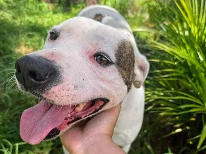 Cachorro ra a Pit-Bull idade 2 anos nome Theo 