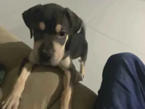 Cachorro raça SRD-ViraLata idade Abaixo de 2 meses nome Zeus