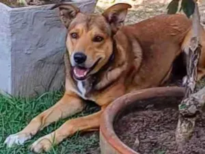 Cachorro raça SRD-ViraLata idade 4 anos nome Marley 