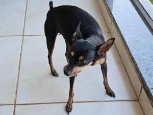 Cachorro raça Pinscher idade 6 ou mais anos nome Sofia