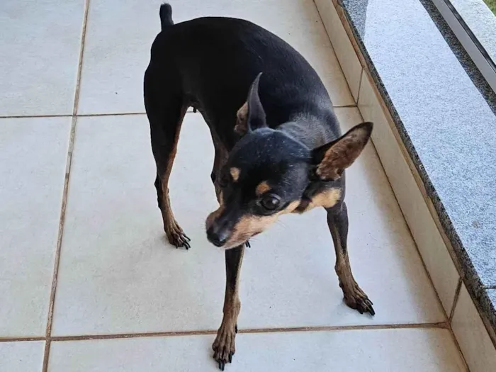 Cachorro ra a Pinscher idade 6 ou mais anos nome Sofia