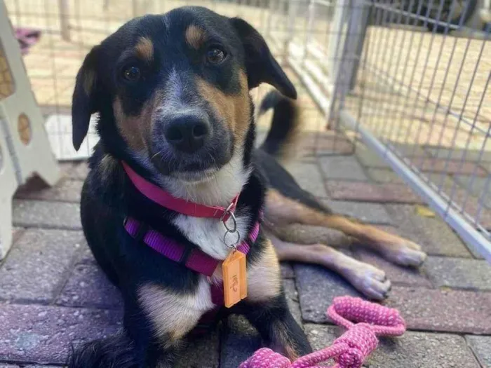 Cachorro ra a SRD-ViraLata idade 2 anos nome Bolinha 