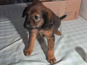 Cachorro raça SRD-ViraLata idade 2 a 6 meses nome Filhote