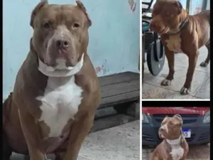 Cachorro raça Pit-Bull idade 2 anos nome Sadan