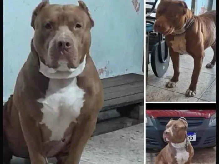 Cachorro ra a Pit-Bull idade 2 anos nome Sadan