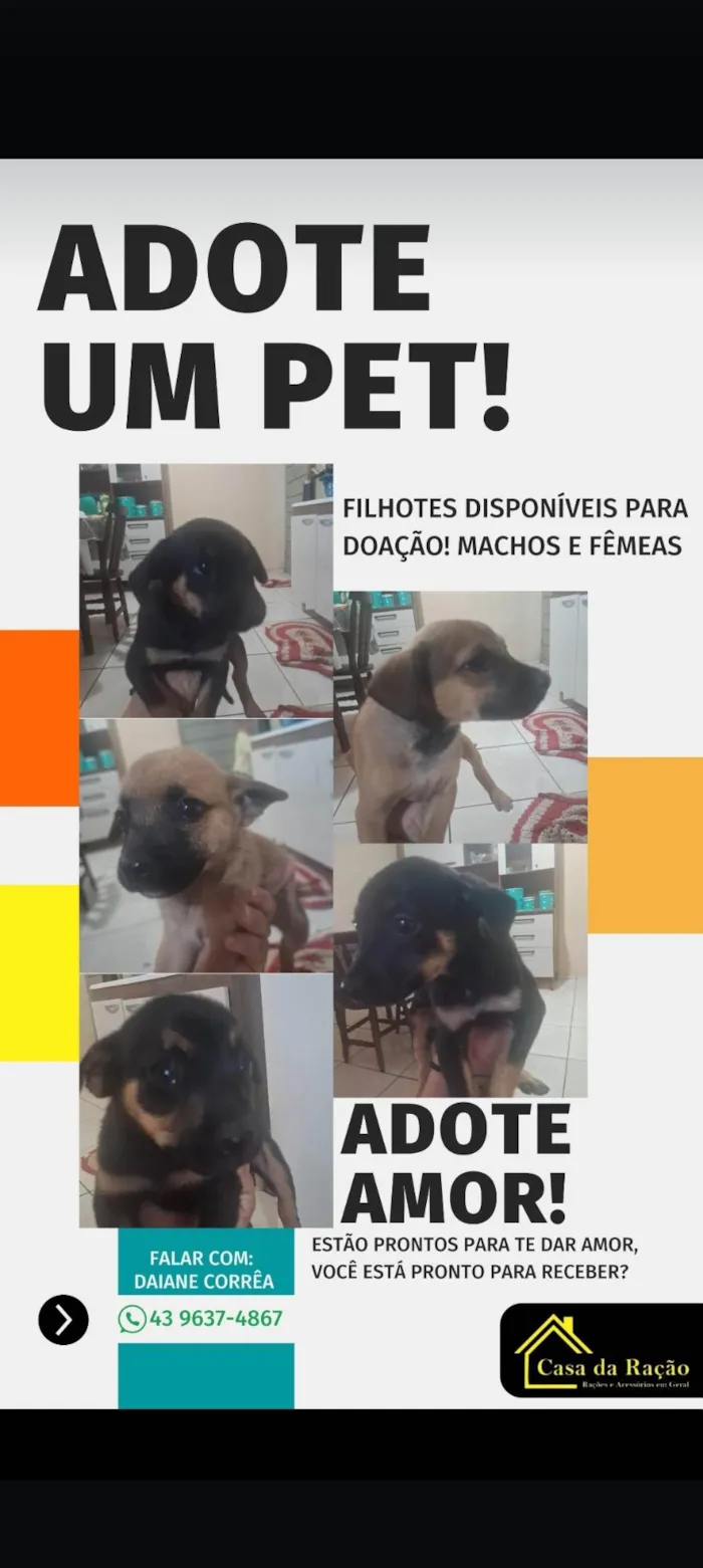 Cachorro ra a SRD-ViraLata idade 2 a 6 meses nome Sem nome