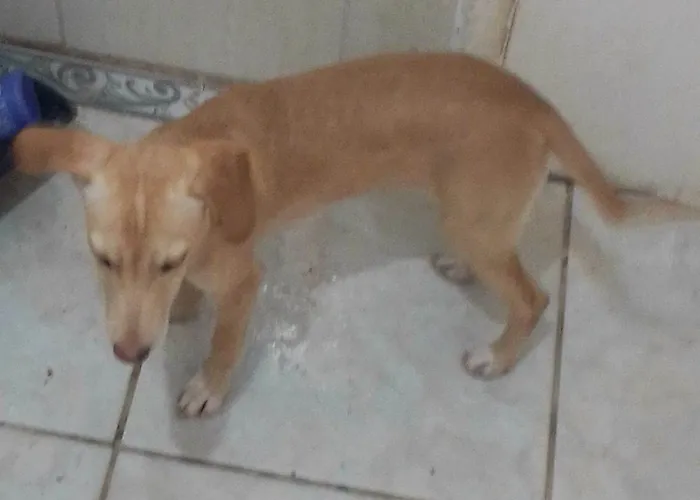 Cachorro ra a SRD-ViraLata idade 2 a 6 meses nome Rex, Tony,Sony e Luna.