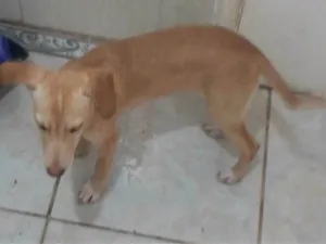 Cachorro raça SRD-ViraLata idade 2 a 6 meses nome Rex, Tony,Sony e Luna.