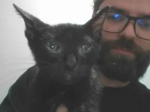 Gato raça SRD-ViraLata idade Abaixo de 2 meses nome Pretinho