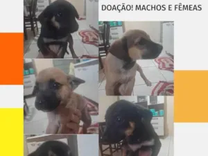 Cachorro raça SRD-ViraLata idade 2 a 6 meses nome Sem nome