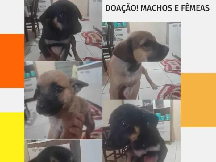 Cachorro ra a SRD-ViraLata idade 2 a 6 meses nome Sem nome