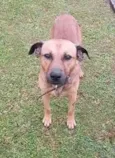 kangal
