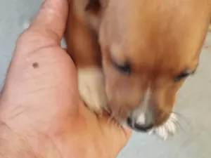 Cachorro raça SRD-ViraLata idade Abaixo de 2 meses nome Ainda não tem 