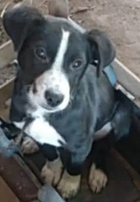 Cachorro ra a SRD-ViraLata idade 7 a 11 meses nome TÓ 