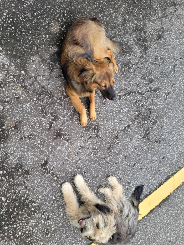 Cachorro ra a SRD-ViraLata idade 7 a 11 meses nome Bela