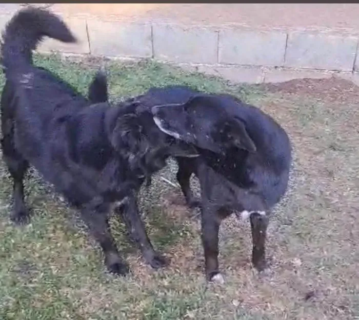 Cachorro ra a SRD-ViraLata idade 4 anos nome LUA