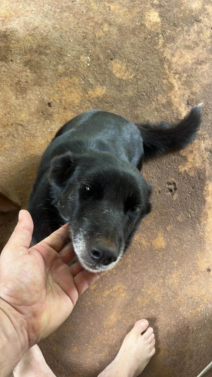 Cachorro ra a SRD-ViraLata idade 4 anos nome LUA