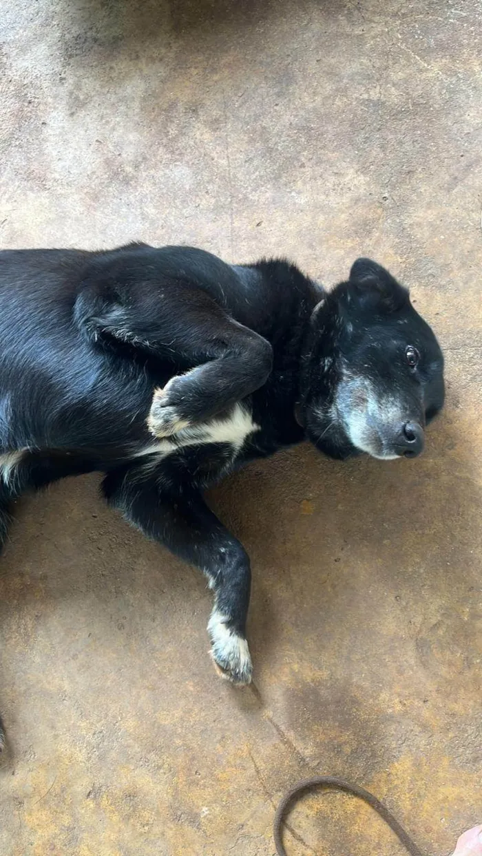 Cachorro ra a SRD-ViraLata idade 4 anos nome LUA