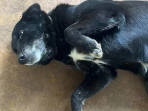 Cachorro raça SRD-ViraLata idade 4 anos nome LUA