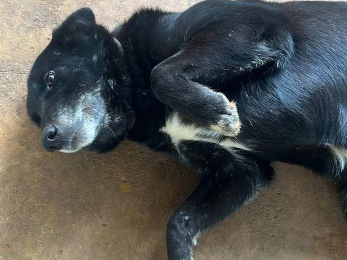 Cachorro ra a SRD-ViraLata idade 4 anos nome LUA