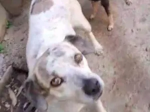 Cachorro raça SRD-ViraLata idade 5 anos nome PRINCESA