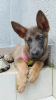 Cachorra