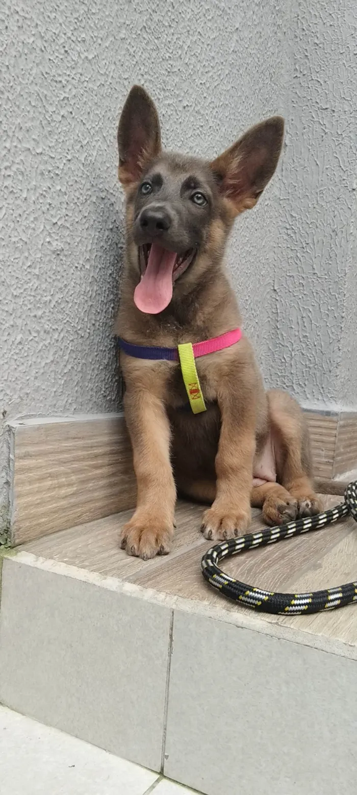 Cachorro ra a Pastor Alemão idade Abaixo de 2 meses nome Cachorra