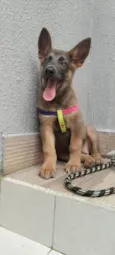 Cachorra