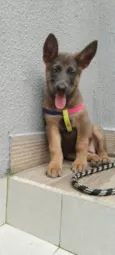 Cachorra