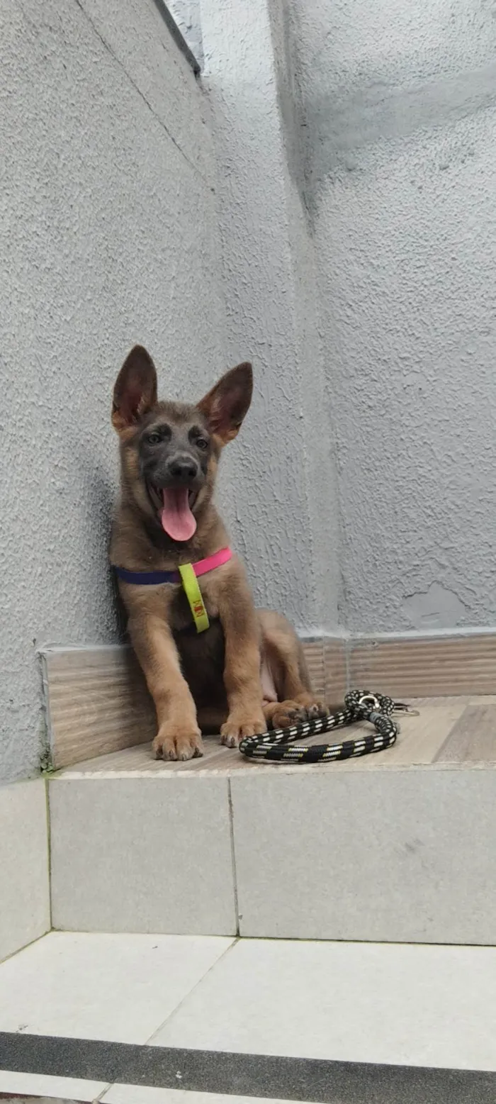 Cachorro ra a Pastor Alemão idade Abaixo de 2 meses nome Cachorra