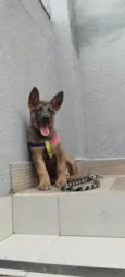 Cachorra