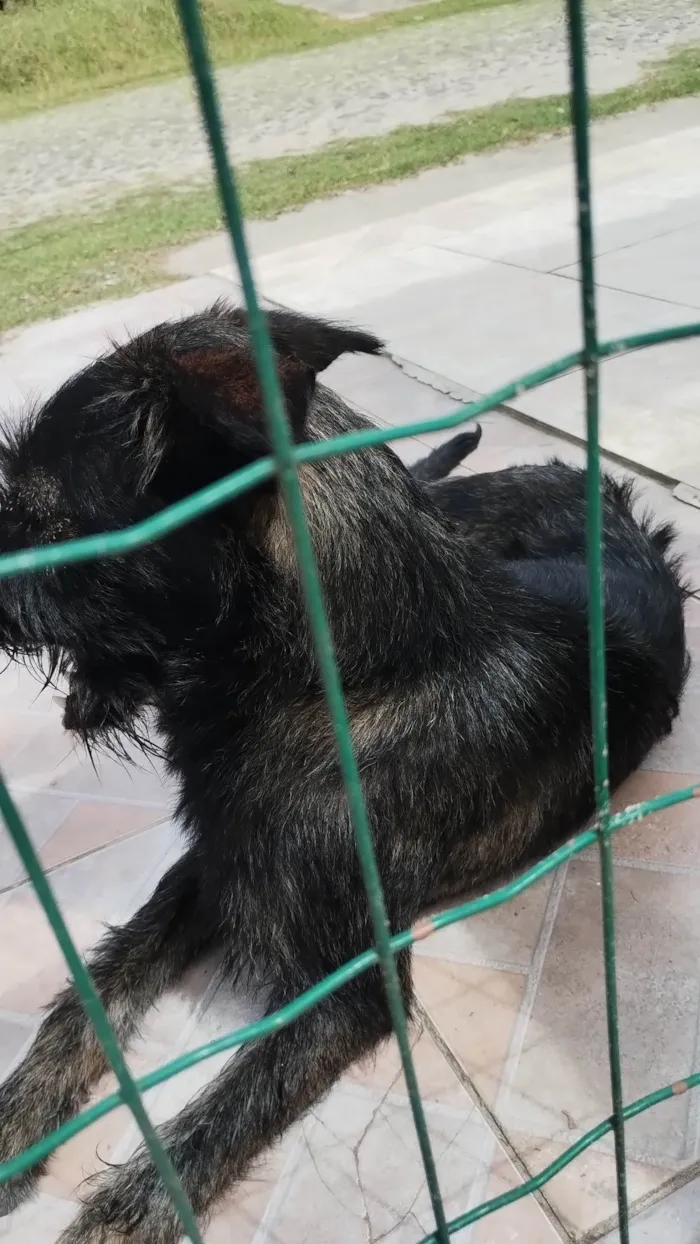 Cachorro ra a SRD-ViraLata idade 2 anos nome Tigrinho 