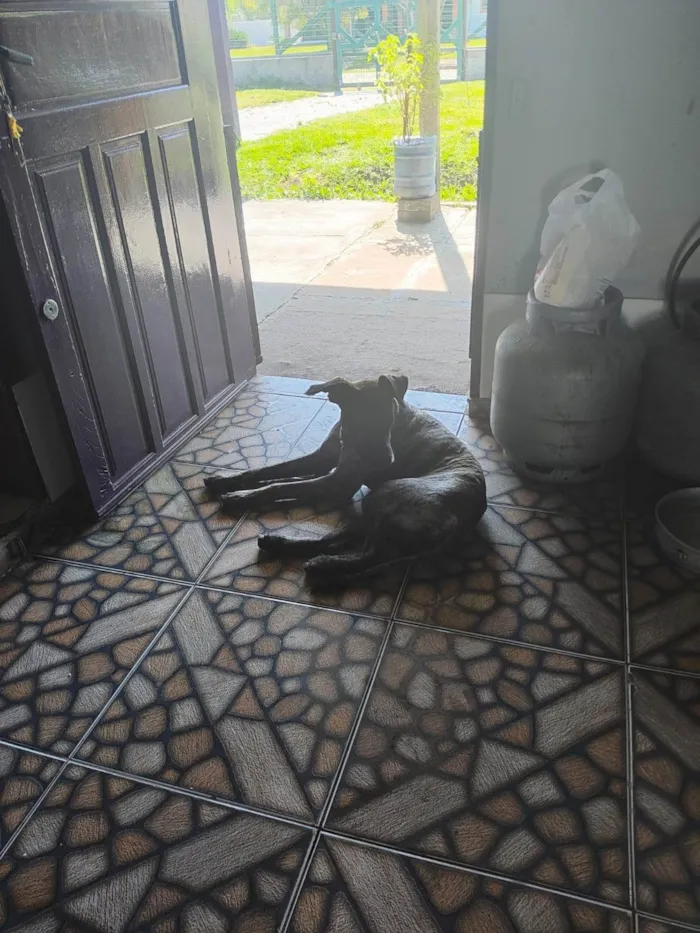 Cachorro ra a SRD-ViraLata idade 2 anos nome Tigrinho 