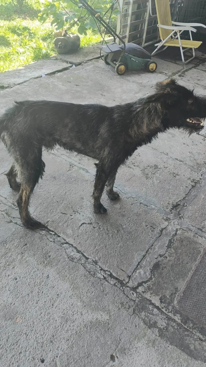 Cachorro ra a SRD-ViraLata idade 2 anos nome Tigrinho 