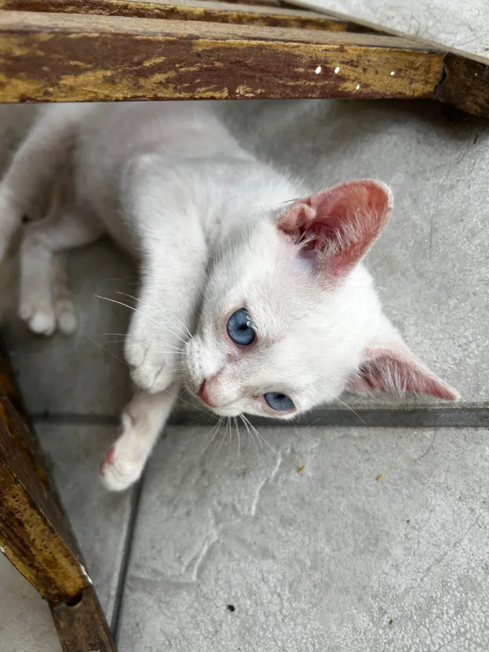 Gato ra a SRD-ViraLata idade 2 a 6 meses nome Tony 