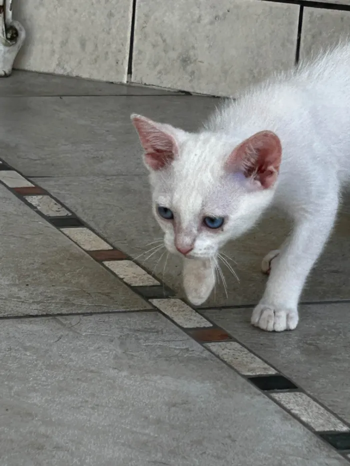 Gato ra a SRD-ViraLata idade 2 a 6 meses nome Tony 