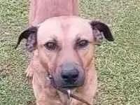 Cachorro raça Labrador idade 2 anos nome kangal