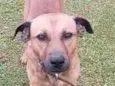 kangal