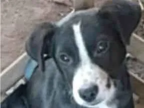 Cachorro raça SRD-ViraLata idade 7 a 11 meses nome TÓ 