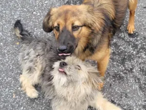 Cachorro raça SRD-ViraLata idade 7 a 11 meses nome Bela