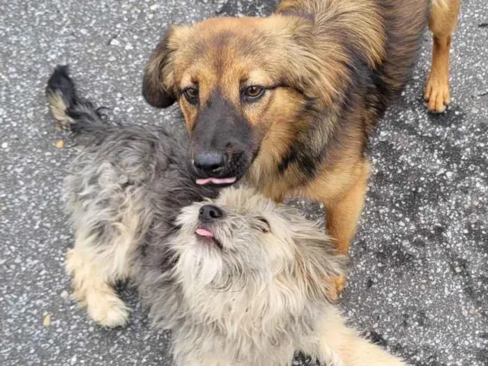 Cachorro ra a SRD-ViraLata idade 7 a 11 meses nome Bela