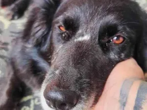 Cachorro raça SRD-ViraLata idade 4 anos nome SOL